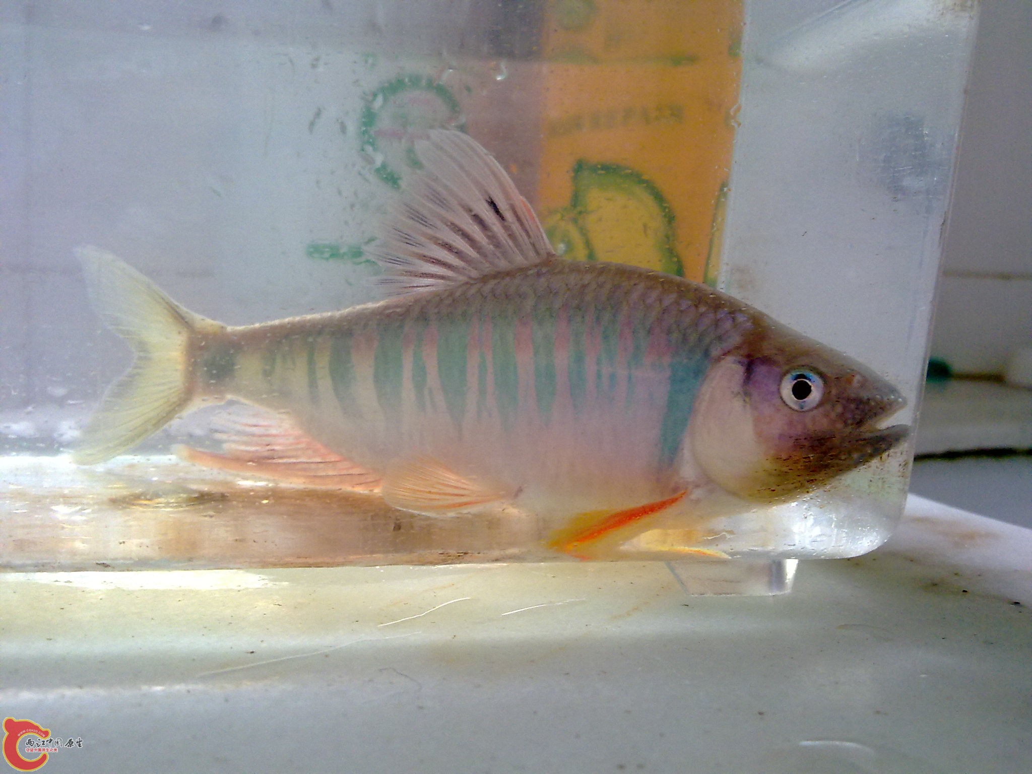 20100609854.jpg