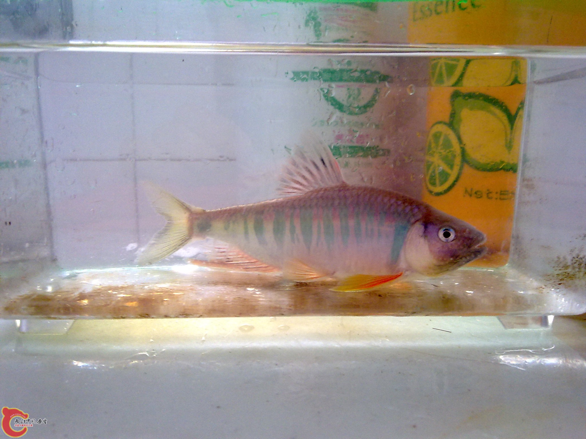 20100609872.jpg