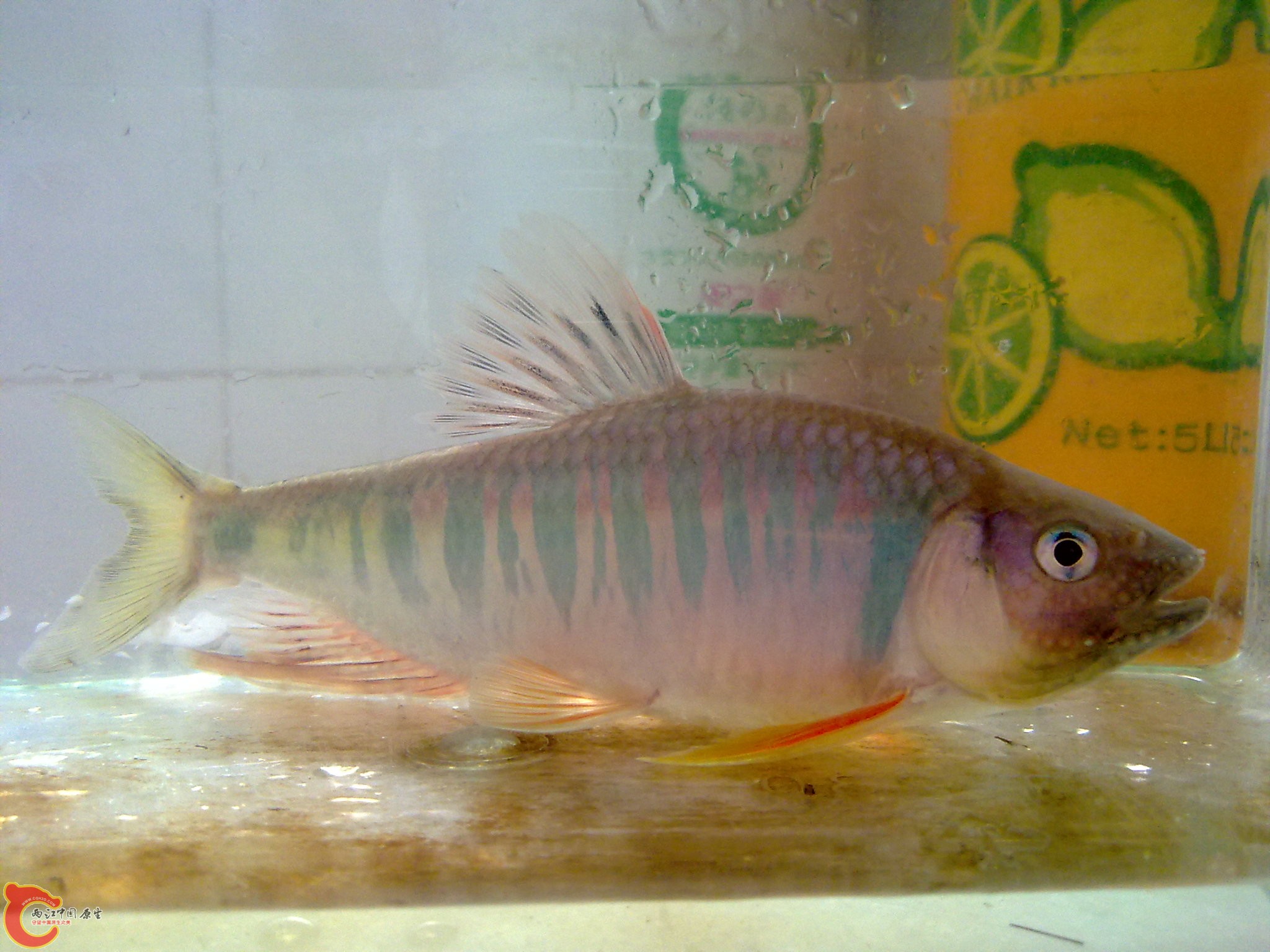 20100609875.jpg