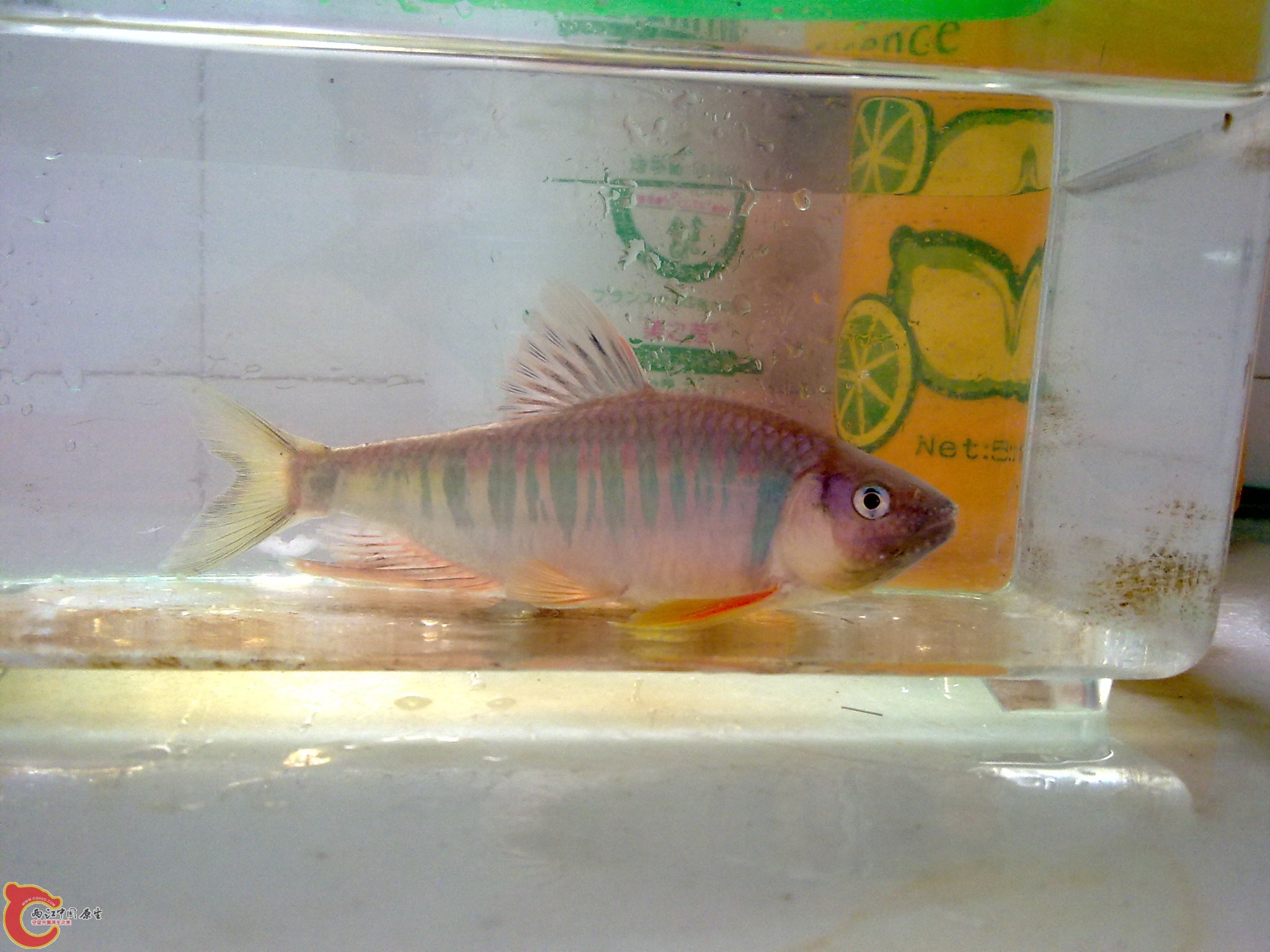20100609873.jpg