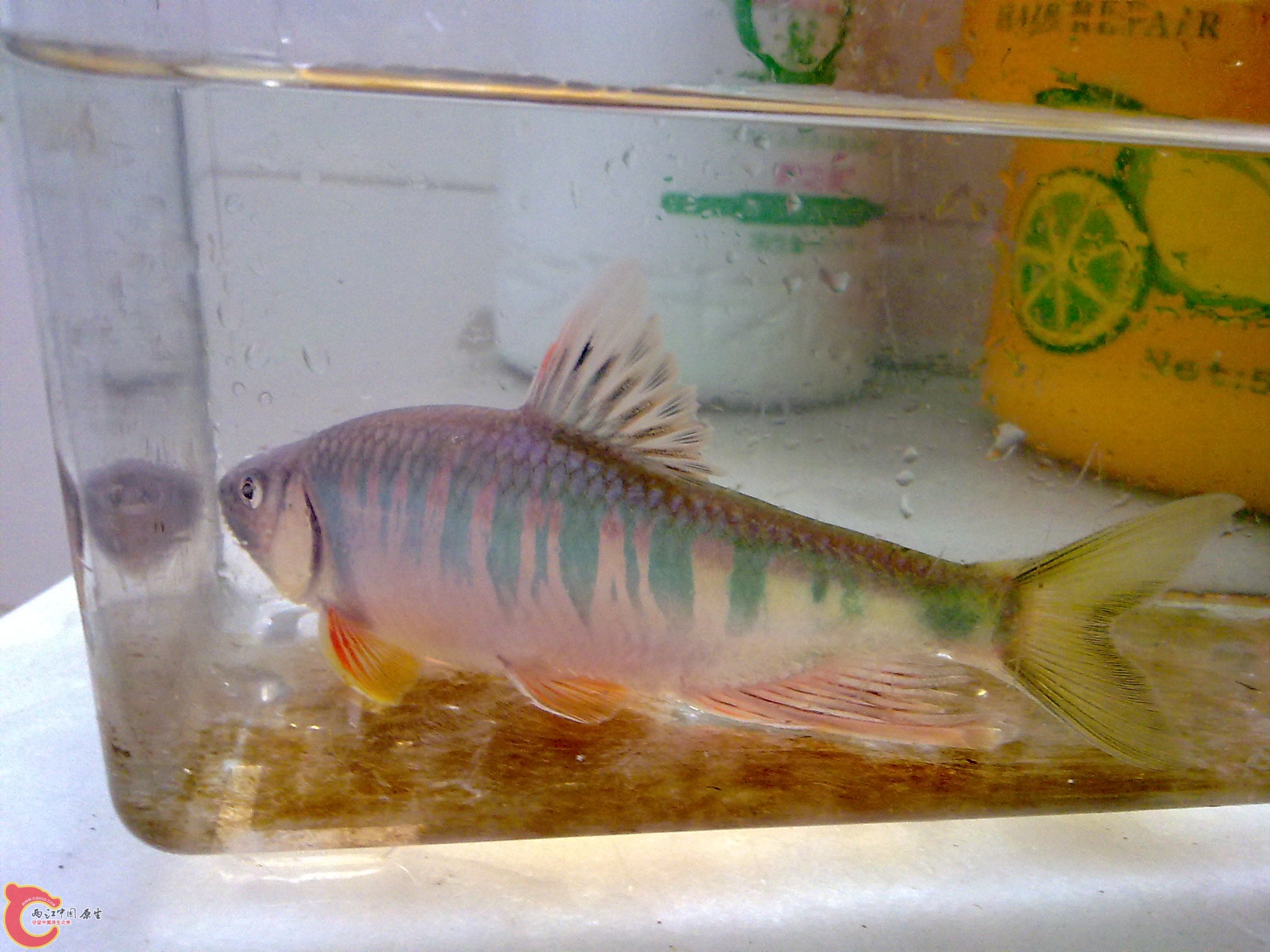 20100609887.jpg