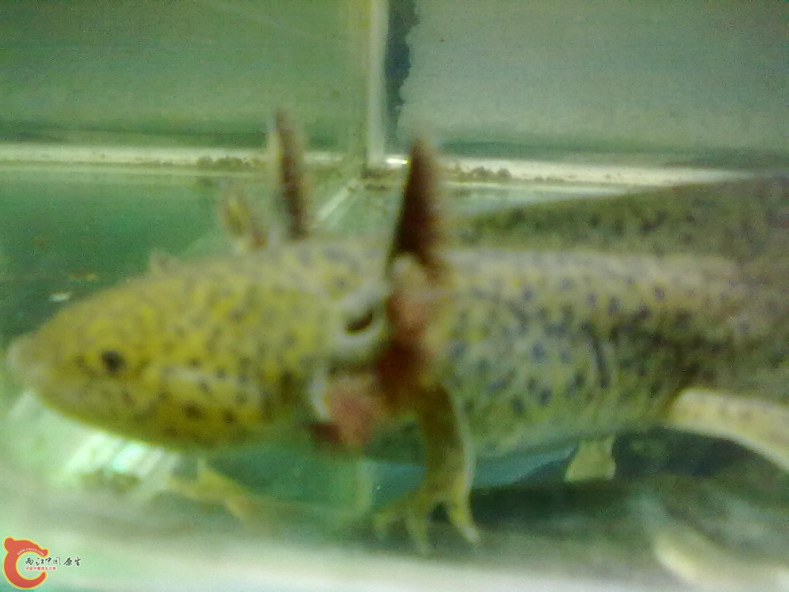 201005311585.jpg