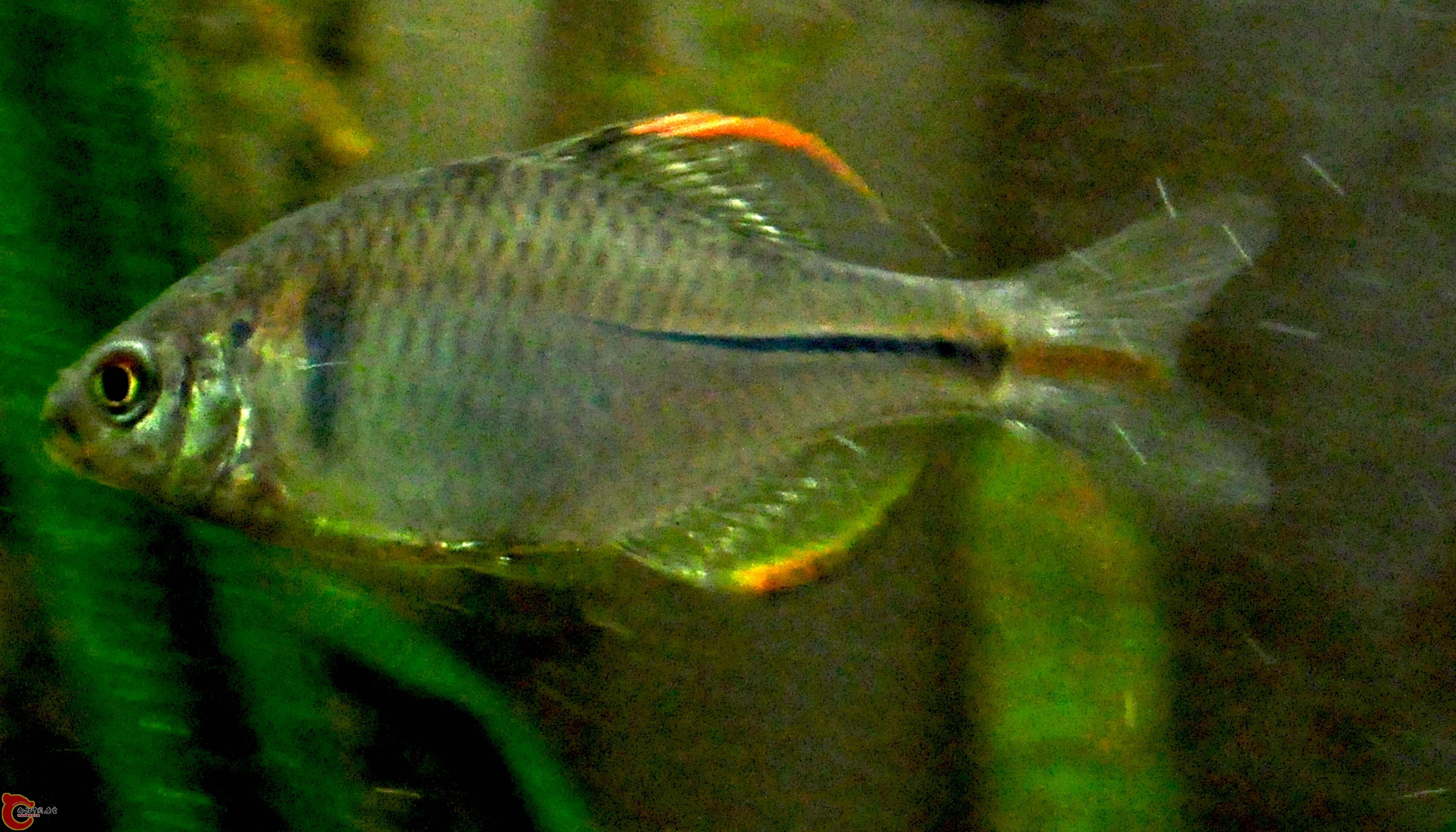 2lou4.jpg