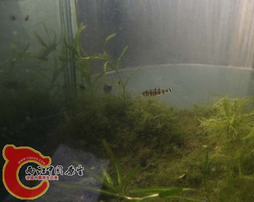 小黑白鱼.透明黑环