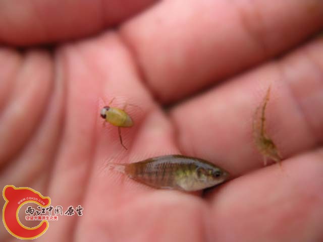 仰泳小精灵 和小XX