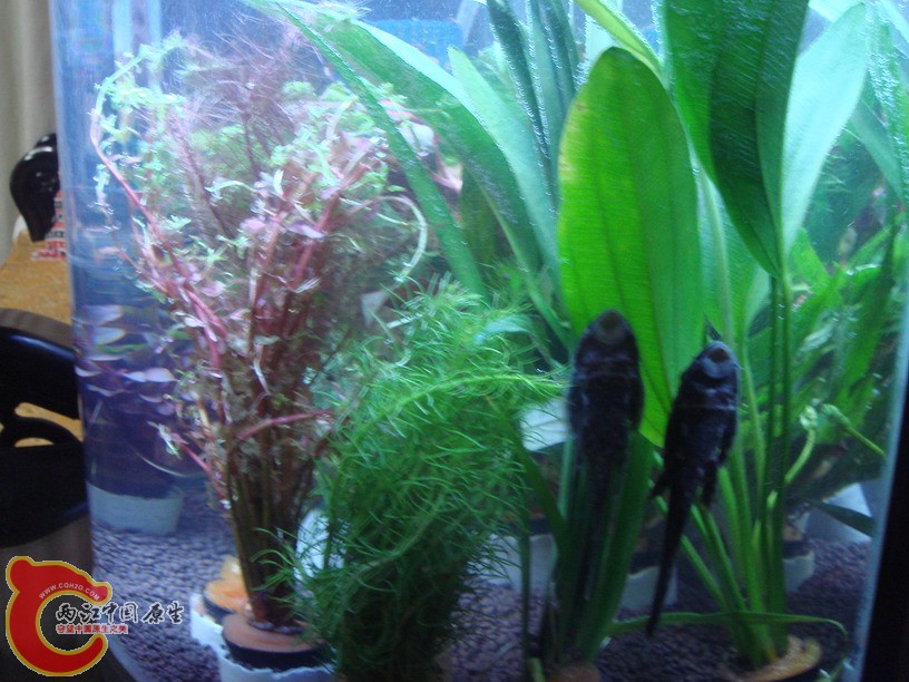 DSC01839_缩小大小.JPG