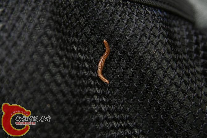 -蚂蝗趴在衣服上合我们一起出了树洞