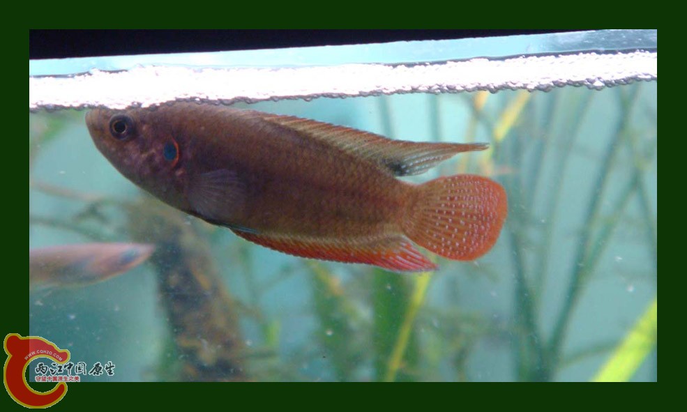 DSC100617-04.jpg