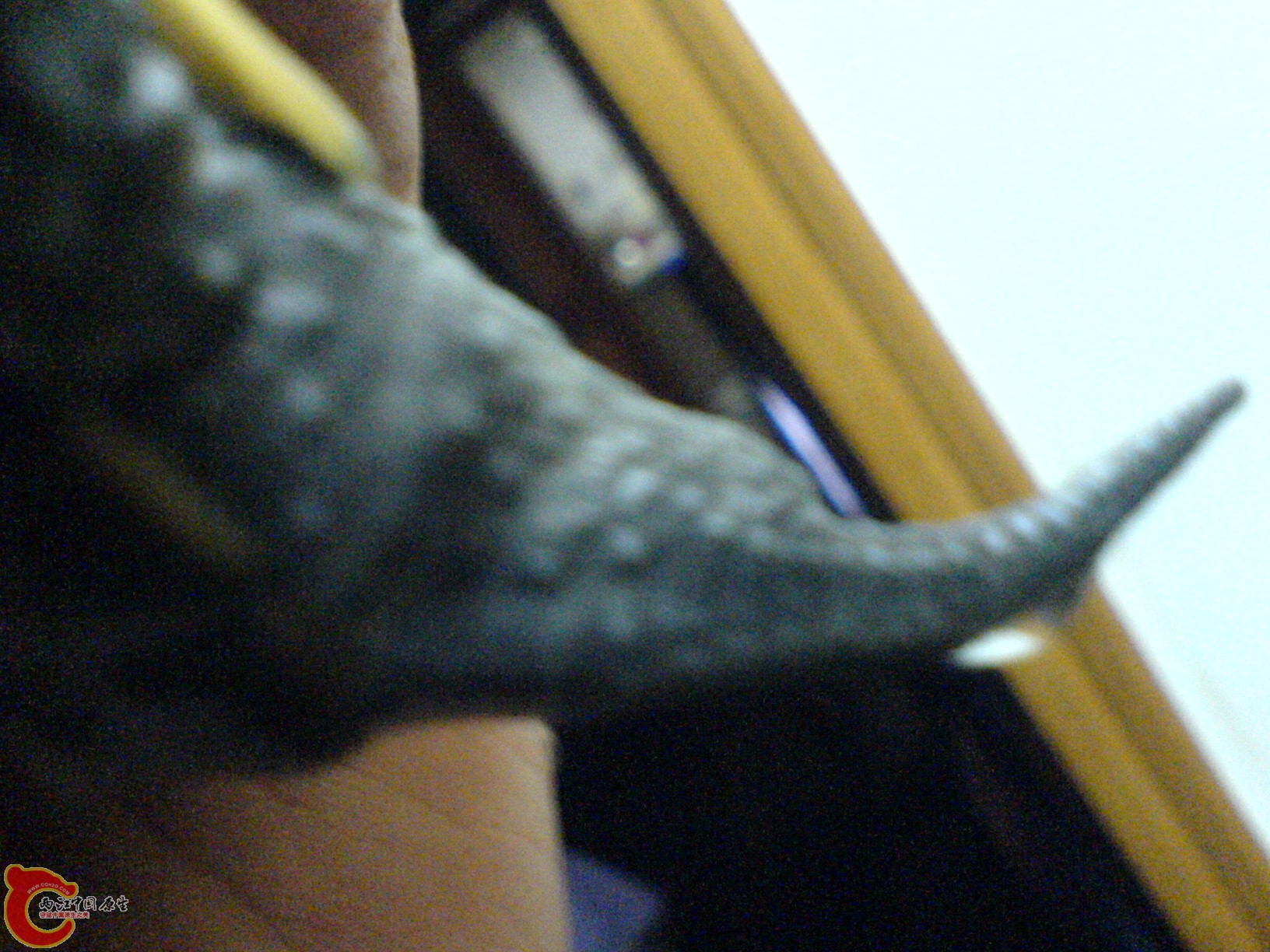 阿大