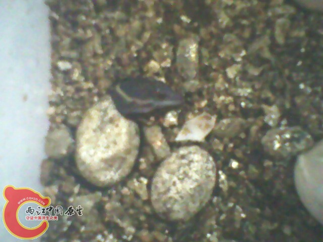 IMG0139A.jpg