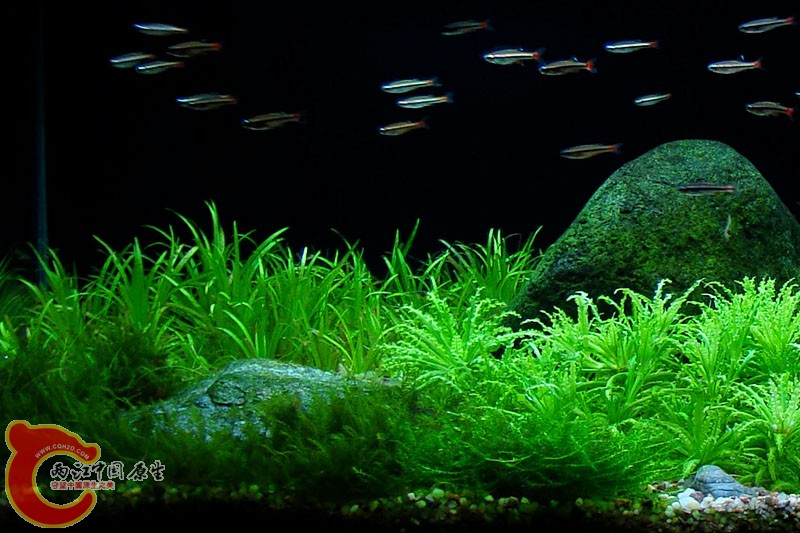 Moje akva maj 2010-3.jpg