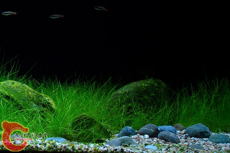 Moje akva maj 2010-5.jpg