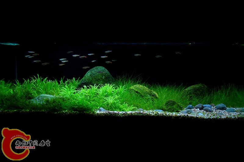 Moje akva maj 2010a.jpg