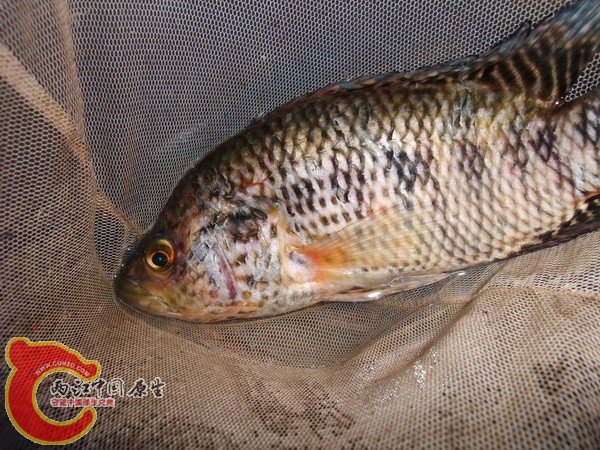 DSCF6379.jpg