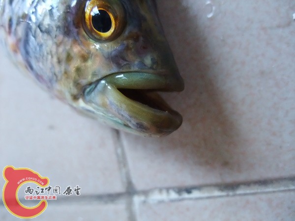 DSCF6382.jpg