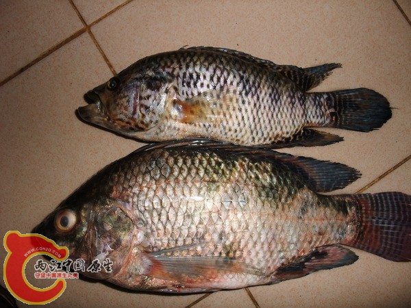 DSCF6385.jpg