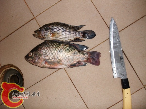 DSCF6386.jpg