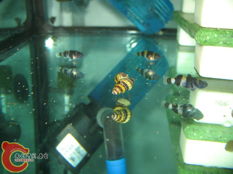 二个不知名的锥螺！