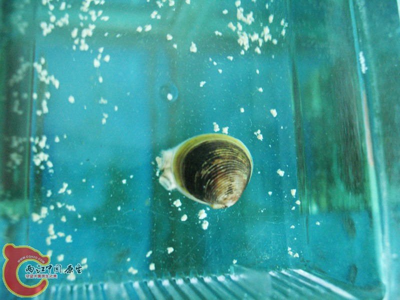 大手指盖大小！