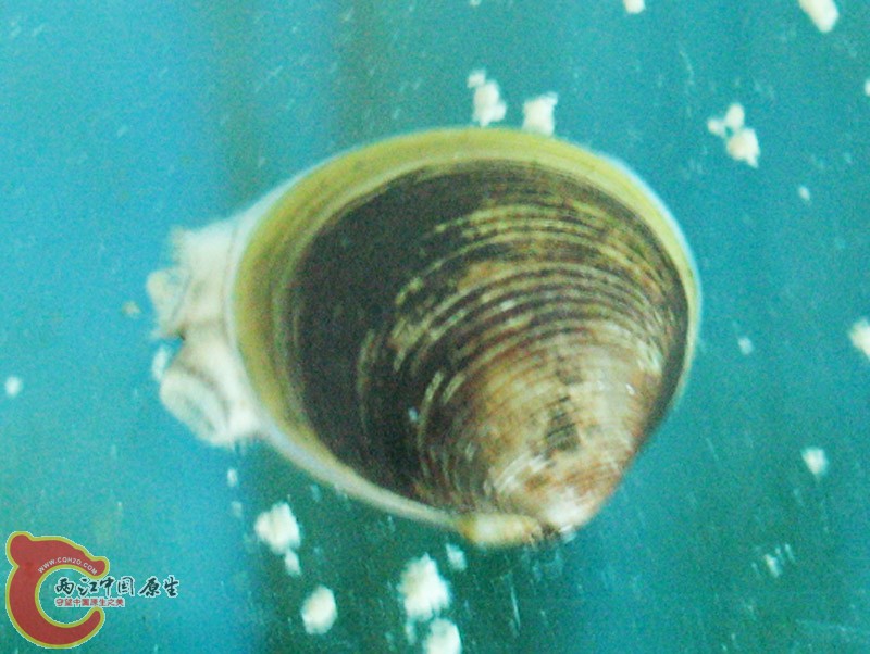 大手指盖大小！