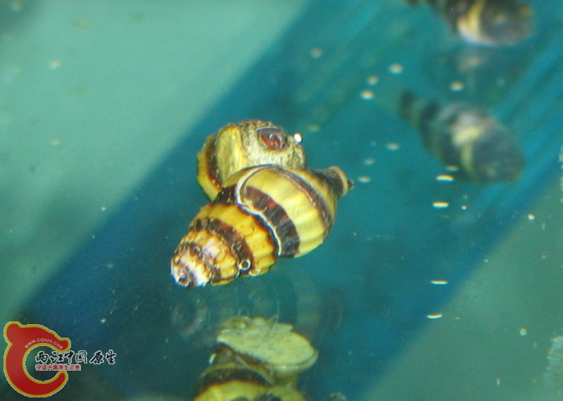 二个不知名的锥螺！