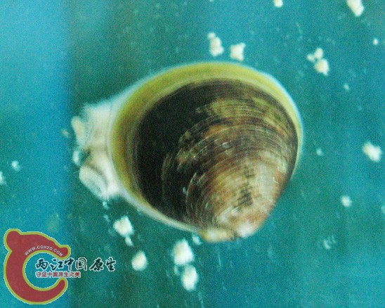 大手指盖大小！