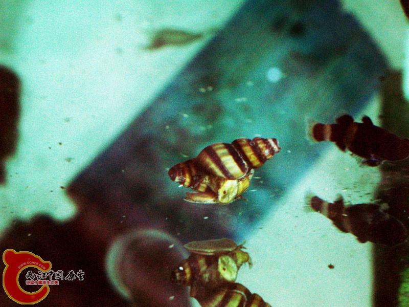 二个不知名的锥螺！