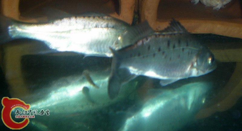 2010-07-01_08-48-55.JPG