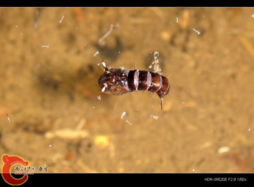 DSC00572.jpg