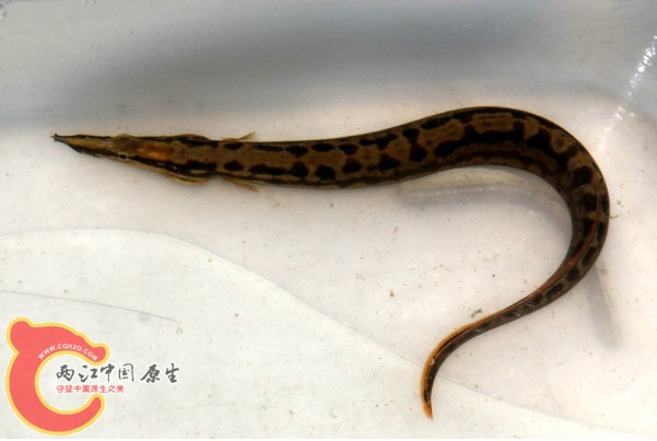 最近看到的漓江新刺鳅1