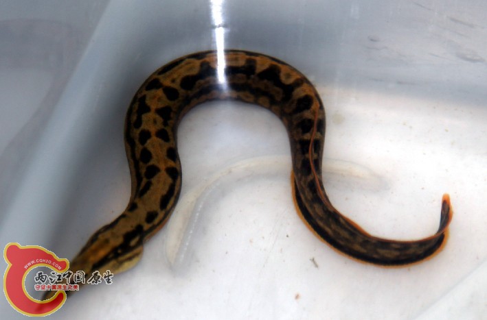 最近看到的漓江新刺鳅1