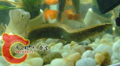 以前的普通刺鳅1