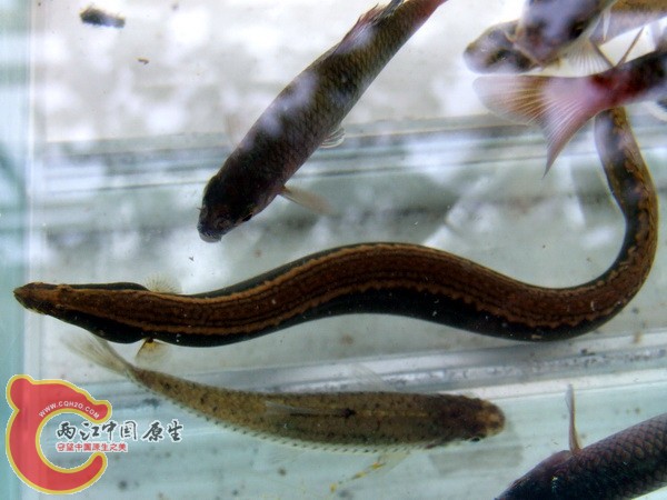 以前的普通刺鳅2