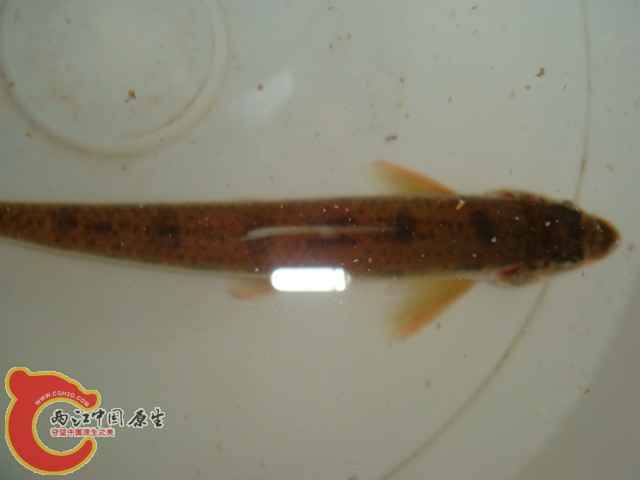 DSC07217.JPG