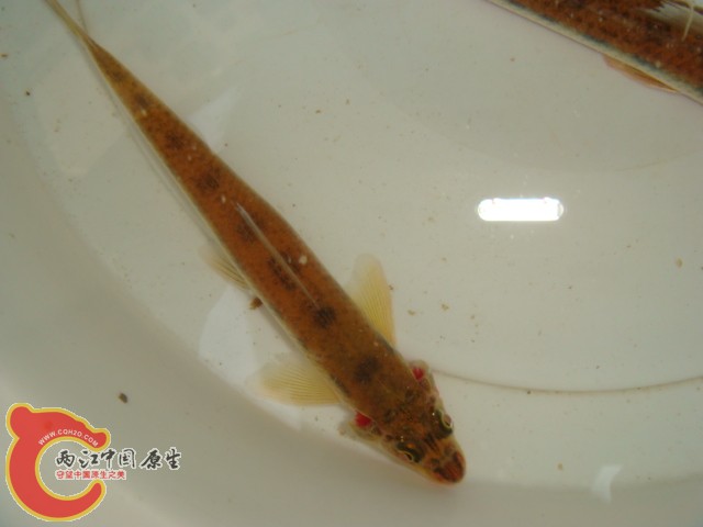 DSC07216.JPG