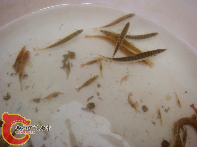 DSC07220.JPG