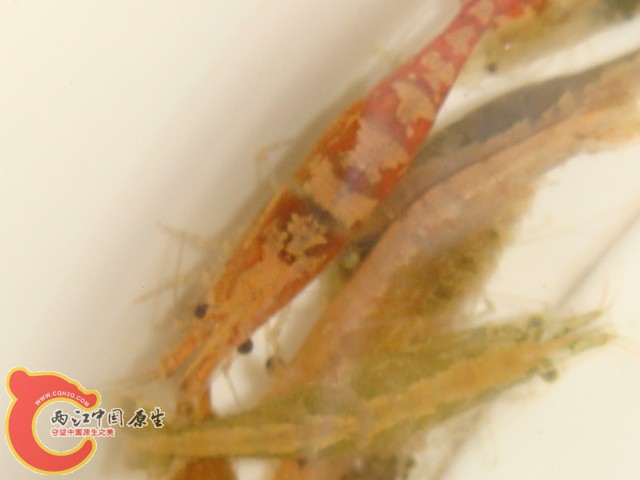 DSC07221.JPG
