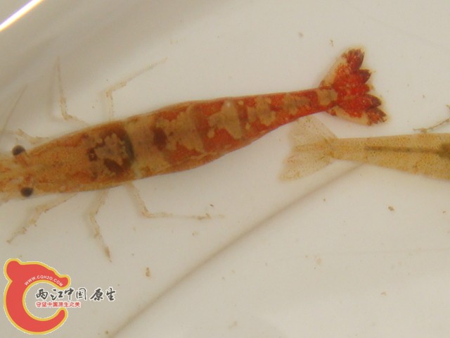 DSC07225.JPG