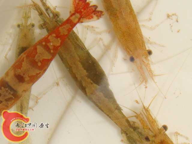 DSC07226.JPG