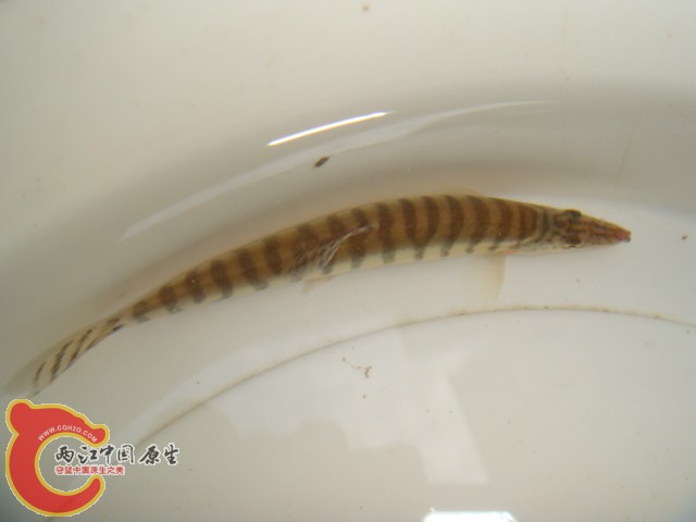 DSC07227.JPG