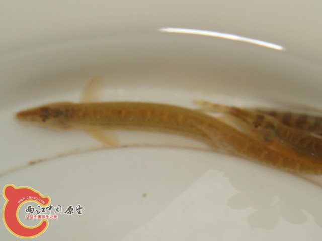DSC07233.JPG