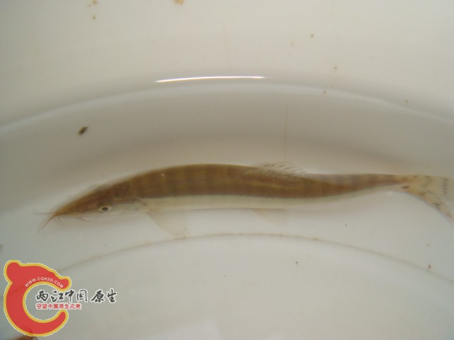 DSC07232.JPG