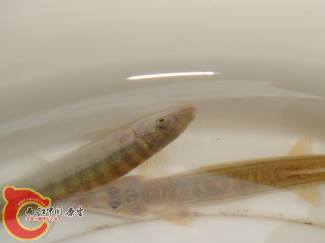 DSC07236.JPG