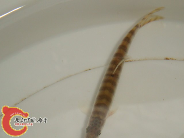 DSC07235.JPG