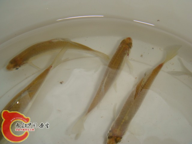 DSC07238.JPG