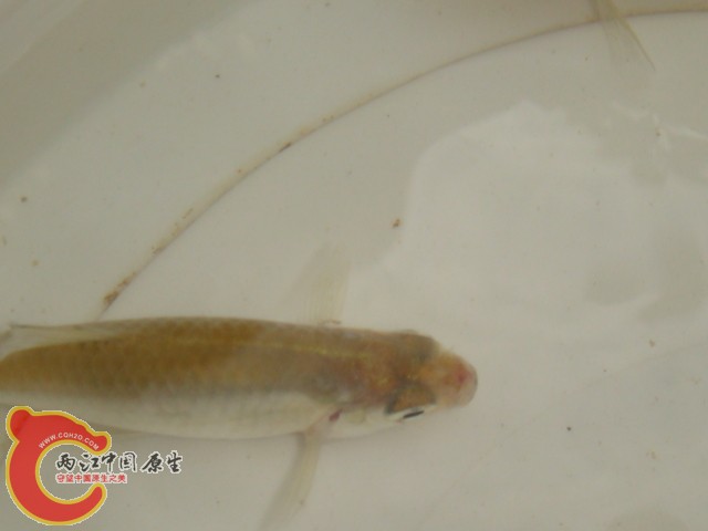 DSC07239.JPG