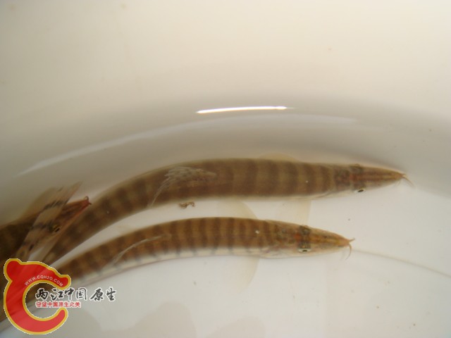 DSC07228.JPG