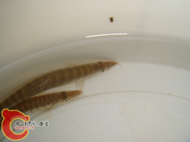 DSC07229.JPG