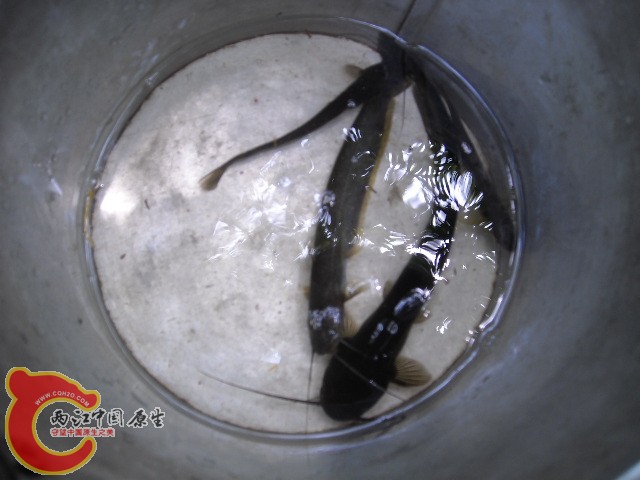 DSCN0441.JPG
