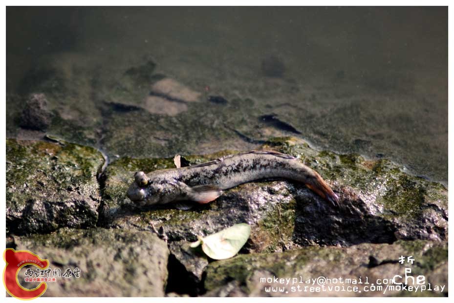 DSC_0069a.jpg